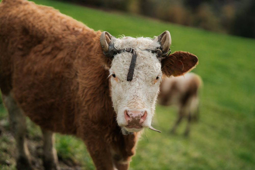 Alkaline feeding systems are reshaping the feeding strategies of dairy farmers