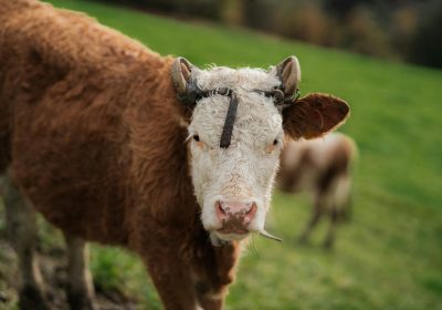 Alkaline feeding systems are reshaping the feeding strategies of dairy farmers