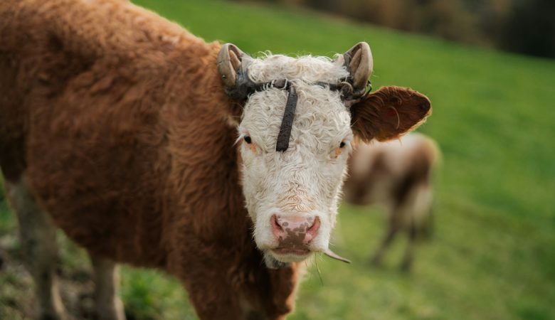 Alkaline feeding systems are reshaping the feeding strategies of dairy farmers